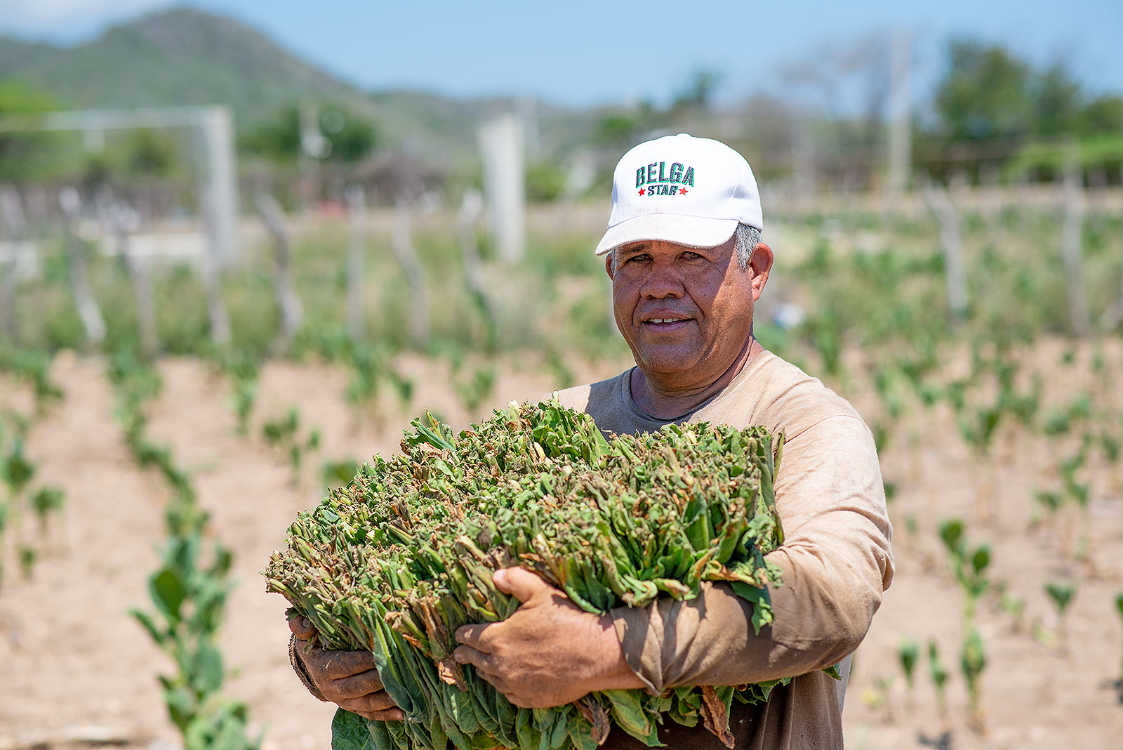 Tobacco growing in Buen Hombre and the province of Montecristi | We❤️Buen  Hombre