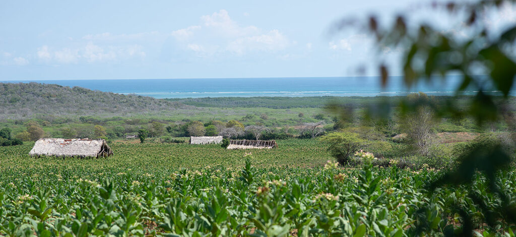 tobacco-montecristi - We❤️Buen Hombre | Kitesurf Domincan Republic